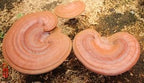 Mikei Red Reishi Mushroom EX (60 Capsules)