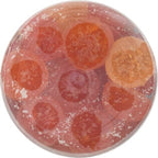 Emergen-C Kidz Vitamin C Immune Support Gummies Fun-Tastic Fruit 44CT Includes Zinc, Manganese, B Vitamins and Vitamin D for Back to School Essentials, (Pack of 2)