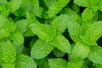 US Organic 100% Pure Peppermint Essential Oil - USDA Certified Organic - 10 ml Pack of 2 - w/Improved caps and droppers (More Size Variations Available)
