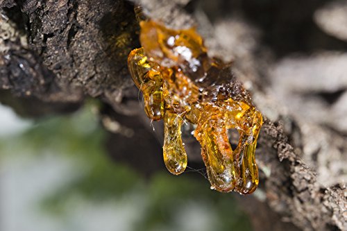 US Organic 100% Pure Frankincense Essential Oil, USDA Certified Organic, Steam Distilled, Boswellia serrata, Sourced from India, Topically or in Diffuser, Perfect for Aging Skin, All skin type (30 ml)