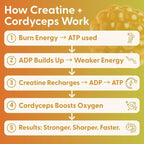 SuperMush Daily Creatine Gummies with Cordyceps - Daily Superfood - Sugar Free Creatine Monohydrate Supplement for Strength, Focus, and Recovery – Vegan Gummy Formula, Mango Flavor, 20-Day Supply