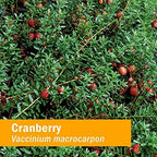Herb Pharm Certified Organic Cranberry Liquid Extract for Urinary Tract Support - 1 Ounce