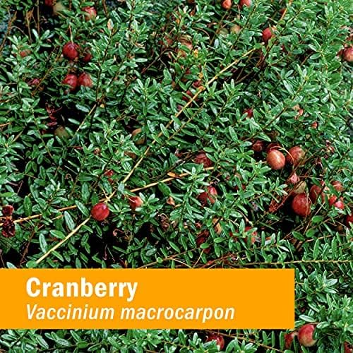 Herb Pharm Certified Organic Cranberry Liquid Extract for Urinary Tract Support - 1 Ounce