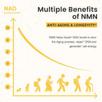 Sublingual NMN 500mg, Max Absorbency & Fast-Acting NMN Supplement（120-Day Supply）, 99% Pure NMN (Nicotinamide Mononucleotide) for NAD, Cell, Immune, Energy, Muscle, Anti-Aging, Longevity, 120 Lozenges