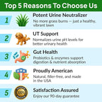 PAWFECTCHEW Dog Pee Grass Chews - Grass Treatment for Pet Urine - Neutralizer for Green Grass Burn Urine Spots - Green Lawn Chews for Dogs with Probiotics - Made in USA (120Ct)