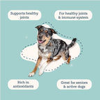 Alice & Eli Golden Groovin' - Turmeric for Dogs - Natural Immune & Joint Support for Dogs - with Organic Curcumin, MCT & Fenugreek - 30 Day Large Dog Supply