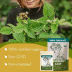 Red Raspberry Leaf Tea Organic – Loose Raspberry Leaves for PMS Symptom Relief, Healthy Women's Cycle, and Reproductive Health – 2 Ounces