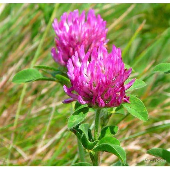 Menopause Support Tea - Menopause Relief - Red Clover Blend - Reduce symptoms of menopause - Menopause Tea - Night Sweats Relief - Hot Flashes Relief - Licorice Root - Black Cohosh - 1 Pack 14 Bags