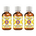 dève herbes Pure Psoralea Oil (Psoralea corylifolia) Cold Pressed (Pack of Three) 100ml X 3 (10 oz)
