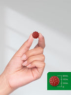 Horbäach Cranberry Gummies | 70 Count | Vegan, Non-GMO, and Gluten Free Supplement | High Potency Extract Formula