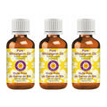 Deve Herbes Pure Wheatgerm Oil (Triticum vulgare) Cold Pressed (Pack of three)100ml X 3 (10 oz)