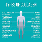 NaturesPlus Collagen Peptides, Vanilla - 0.8 lb Powder, Pack of 2 - Hair, Skin, Nail & Joint Health, Immune System Support - Non-GMO, Gluten Free - 28 Total Servings