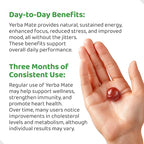 Yerba Mate Gummies - Yuzu & Ginger Flavor for Energy, Focus, Immunity & Cardio Health | Vegan, Non-GMO, Gluten-Free - 50 Natural Supplement Gummies