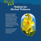 Organic Mullein Drops for Lungs - Lung Detox & Cleanse with Marshmallow Root Extract & Plantain Leaf for Respiratory Lung Health - Mullein Leaf Tincture Drops for Breathing Support - 4 Fl Oz (2 Pack)