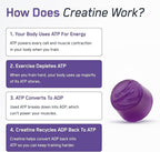SteelFit Creapure Creatine Monohydrate Gummies for Men & Women, Concord Grape - Gym Workout Nutritional Supplements for Muscle Gain, Brain Health & Strength Building Dietary Supplement, 120 Gummies