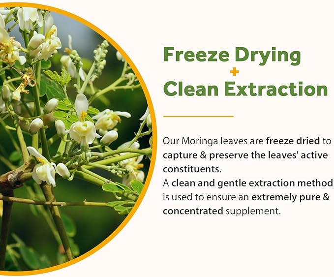 Doctor's Recipes Moringa, Complete Green Superfood, Natural Antioxidant Support, Non-GMO, 60 Vegan Caps, No Caffeine Soy Gluten