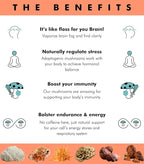 Superfood Mushroom Gummies | Delicious Daily Multi Lions Mane Mushroom Gummy Supplement 2,008 mg | Reishi Mushroom + Cordyceps + Turkey Tail + Chaga + Maitake | Mushroom Gummies for Focus and Energy