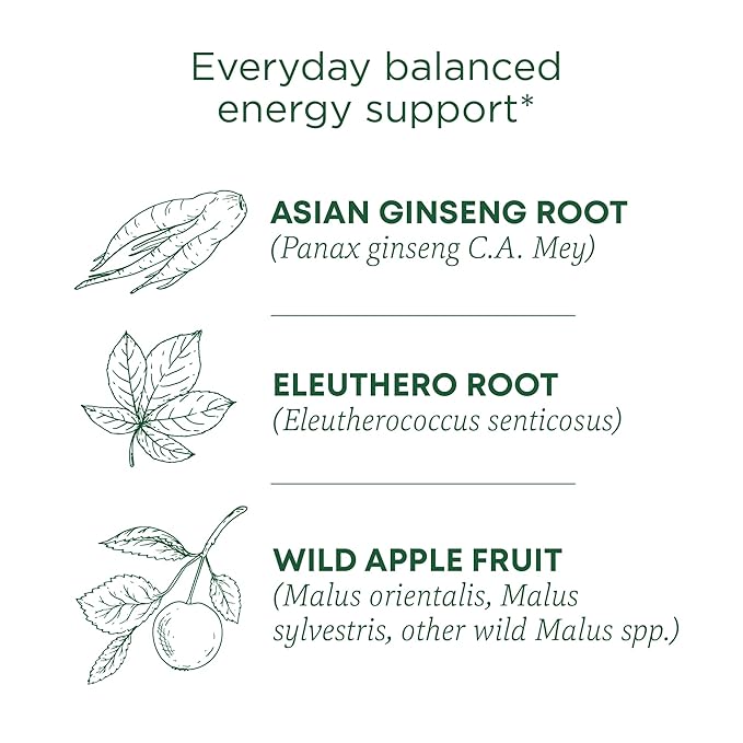 Traditional Medicinals Organic,Stress Ease Focus,Ginseng Wild Apple Mint Tea - Balanced Energy Support & Adaptogens - Kosher,Non-GMO,Caffeine-Free,Compostable - 16 Tea Bags,(Pack of 2)