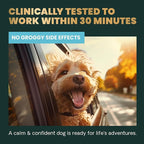 VetriScience Clinically Tested Composure Calm & Confident Chews - Supplement for Dogs with Anxiety, Stress & Fear with L-Theanine for Thunderstorms, Fireworks or Travel, Peanut Butter, 120 Count