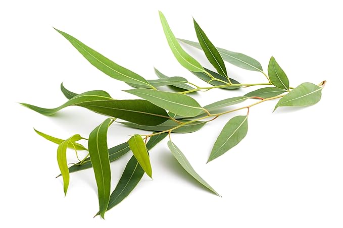 US Organic 100% Pure Eucalyptus Essential Oil (Radiata) - USDA Certified Organic, Steam Distilled - W/Euro droppers (More Size Variations Available) (30 ml / 1 fl oz)