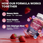 Migcopat Brain Supplements for Memory & Focus – Nootropic Gummies w/Bacopa, Lion’s Mane, Ginkgo & 10-in-1 Mushroom Complex, Mental Clarity & Cognitive Support, Caffeine-Free Strawberry Flavor 60 Cts