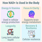 SHIZAM NMN NMNH NAD+ Gummies – NAD Supplement with Reduced Nicotinamide Mononucleotide, TMG (Trimethylglycine, Betaine) & Trans-Resveratrol, Methylated B-Complex