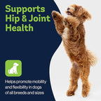 LVL Up Pup Dog Joint Supplement for Senior Dogs – Hip & Joint Supplement for Dogs with Glucosamine, Chondroitin, MSM – Dog Supplement for Large Breed – Joint Health Chews