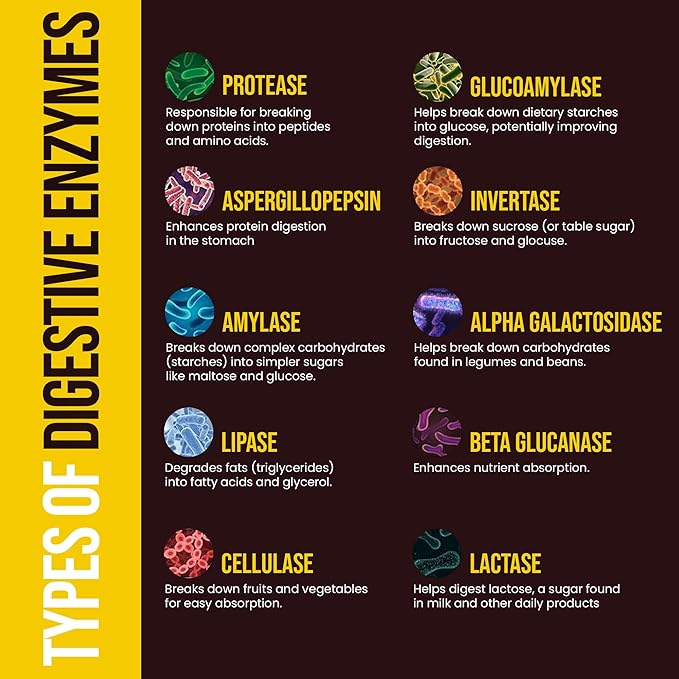 Digestive Enzymes for Foodies | Digestive Support for Meat, Carbs, Fat, Milk and Vegetable Digestion – Pharmacist Formulated 60 Count - USA