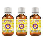 Deve Herbes Pure Ledum Essential Oil (Ledum groenlandicum) Steam Distilled (Pack of Three) 100ml X 3 (10 oz)