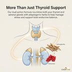 CogniTune Thyroid Support Supplement for Women and Men - Complete 14 Ingredient Formula with Iodine Selenium and B12 - Supports Natural Energy Metabolism and Mental Focus