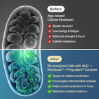 NAD+ Supplement 1600mg Extra Strength - Liposomal NMN Alternative with Resveratrol, Urolithin A, CoQ10, Quercetin & ALA - Mitochondrial Energy & Anti-Aging, Cell Regeneration, 120 Softgels