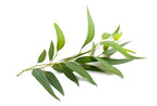 US Organic 100% Pure Eucalyptus Essential Oil (Globulus) - USDA Certified Organic, Steam Distilled - W/Euro droppers (More Size Variations Available) (15 ml / .5 fl oz)