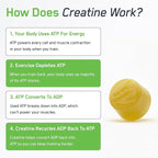 SteelFit Creapure Creatine Monohydrate Gummies for Men & Women, Lemon Lime - Gym Workout Nutritional Supplements for Muscle Gain, Brain Health & Strength Building Dietary Supplement, 120 Gummies