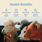 Equip Foods Core Bovine Colostrum Gummies, Delicious 1g Per Seving Grass Fed Colostrum Supplement - Gut Health, Immunity, Recovery, Hair & Skin - 60 Bovine Colostrum Gummies, 30 Servings, Peach Mango