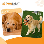 PawLabs Collagen Powder for Dogs - Collagen Type II from Chicken Sternum, Eggshell Membrane, Hyaluronic Acid, Vitamin E & C - Joint Health & Cartilage Support