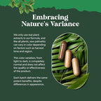 Natures Craft Saw Palmetto for Men with Beta Sitosterol - Saw Palmetto Extract Prostate Health Supplement for Men Bladder Control and Prostate Support - Restoring Hair Supplement - 200 Count