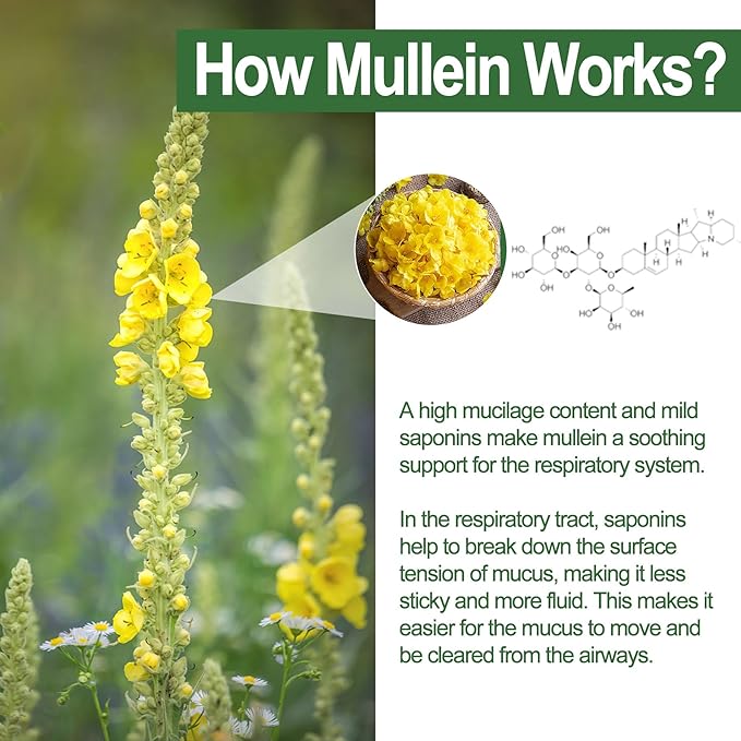 NEVISS Mullein Gummies for Lungs, Organic Mullein Leaf Extract 1000mg for Respiratory System with Quercetin & Bromelain, D3 for Digestive Support, Immune Booster, Sugar Free, Vegan, 60 Count