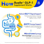 Bualle Support GLP-1 Supplement Weight Loss | GlucoVantage® DHB + Akkermansia Probiotic | Super Berberine for 5X Bioactive Appetite, Metabolic & Gut Support, 60ct | Perfect with Sea Moss Capsules