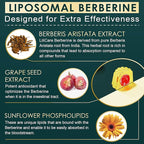 LILICARE Berberine 500mg Supplement, Once Daily, Liposomal Gummies with Ceylon Cinnamon, Bitter Melon, Banaba Leaf for Metabolism Balanced, AMPK Activator, High Absorption, Sugar Free, Vegan, 60 Cts
