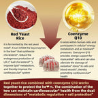 Red Yeast Rice with CoQ10 Gummies,2400mg Red Rice Yeast for Cholesterol*, CoQ10 200mg with Phytosterols, Omega - 3 & Chromium,- 60 Count, Raspberry Flavor for Women & Men
