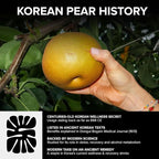 Seoul Tonic Patented "Post Party" Korean Pear and Apple Cider Vinegar Natural Tonic with Ginseng Patented Formula for Easier Morning with Potassium DHM 100ML Pack of 12