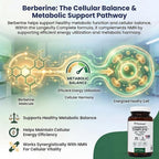PRISTINE'S Longevity Complete Anti Aging NMN Complex - Advanced Cellular Support - NMN 500mg, Berberine 500mg, Resveratrol 250mg, Healthy Aging, Autophagy & NAD+ Support - Glass Bottle