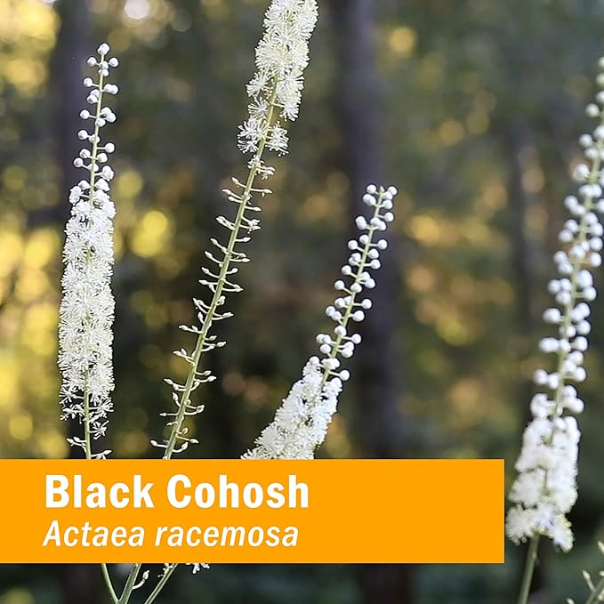 Herb Pharm Certified Organic Black Cohosh Liquid Extract for Female Reproductive System Support - 4 Ounce