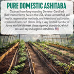 High‑Polyphenol Ashitaba Tea Blend – Demeter Certified Biodynamic U.S. Organic Ashitaba,Sencha Green Tea, with Elderberry & Olive Leaf – 20 Compostable Bags – Perfect for Detox, Metabolic Support