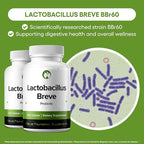 Natural Foundation Supplements Lactobacillus Breve Probiotic Supplement 240 Tablets 3 Billion CFU Probiotics for Men & Women Supports Intestinal Digestive & Gut Health (240, Lactobacillus Breve)