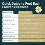 Feel Bach! Thunder Storms Remedy - Natural Homeopathic Flower Essences to Alleviate Pet Fears to Noise, Fireworks, Storms, & Booms - Vegan, Gluten & Sugar-Free, Non-Habit Forming, 20ml (0.7 fl oz)