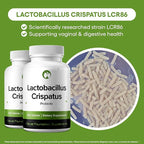 Natural Foundation Supplements Lactobacillus Crispatus Probiotic Supplement 240 Tablets 3 Billion CFU Probiotics for Women Supports Vaginal Digestive & Gut Health (240, Lactobacillus Crispatus)