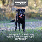 Nutramax Dasuquin for Large Dogs, Joint Health Supplement, Contains Glucosamine for Dogs, Plus Chondroitin, ASU and More, Supports Healthy Joints, Chewable Tablets, 84 Count
