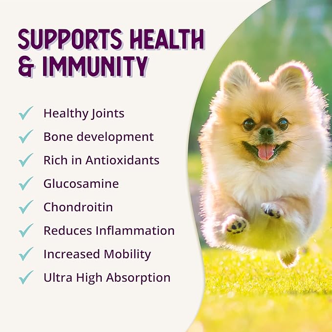 Health Extension Chondroitin with Glucosamine for Dogs, 16oz - Arthritis Pain Relief, Joint & Hip Supplement, Cheese Flavored Powder