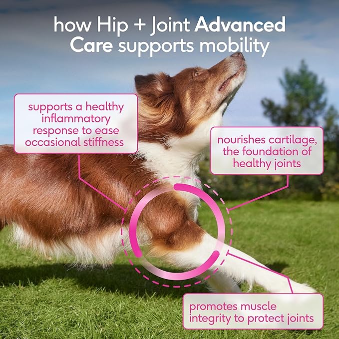 Native Pet Hip & Joint Advanced Care Dog Joint Supplement Powder for Mobility & Movement Support, Joint Supplement for Dogs with HMB, UC-II Collagen, Green Lipped Mussel & Hyaluronic Acid – 60 Scoops